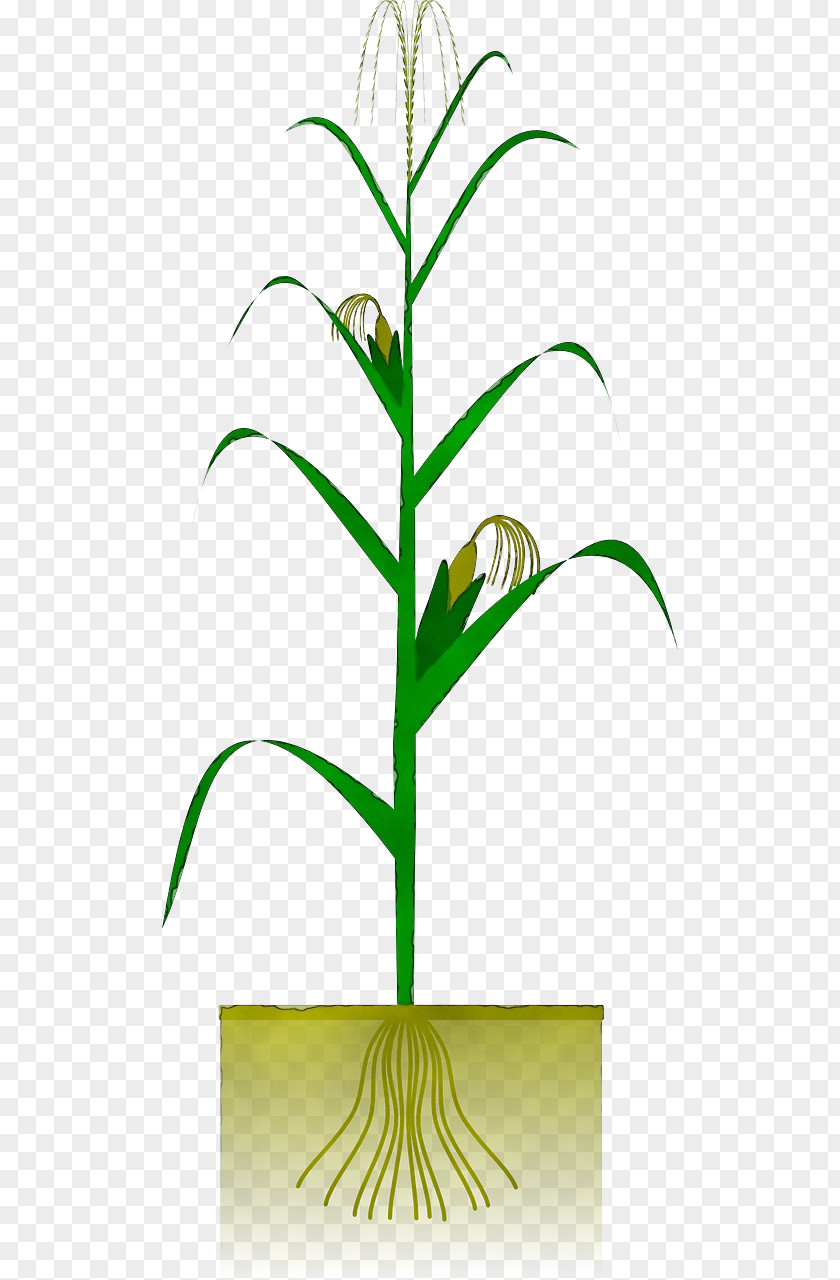 Terrestrial Plant Grass Flowerpot Flower Houseplant Leaf PNG