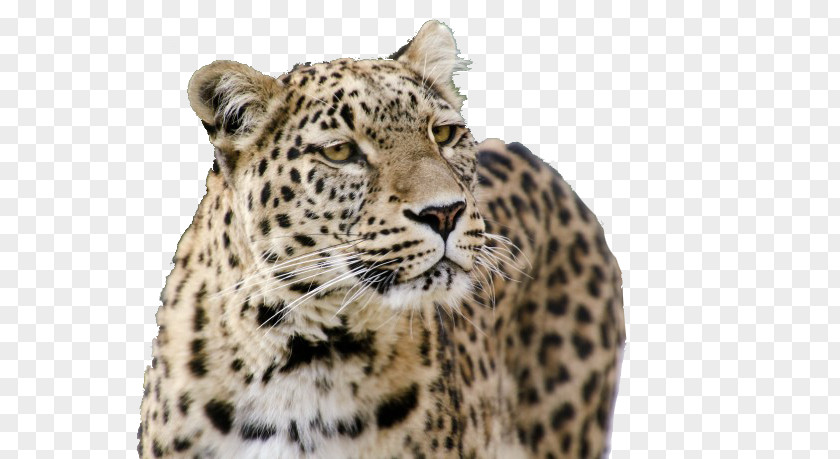 A Mighty Leopard Jaguar Tiger Snow Persian Felidae PNG