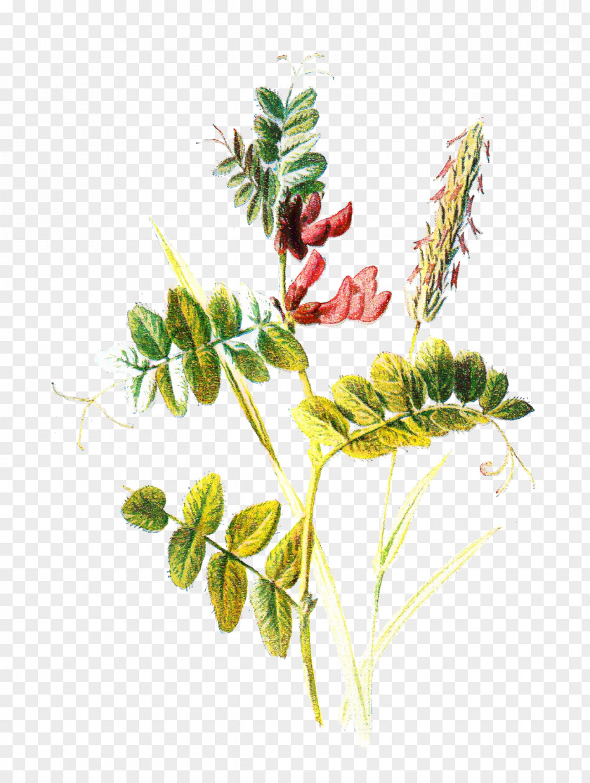 Botany Botanical Illustration Clip Art Plants PNG