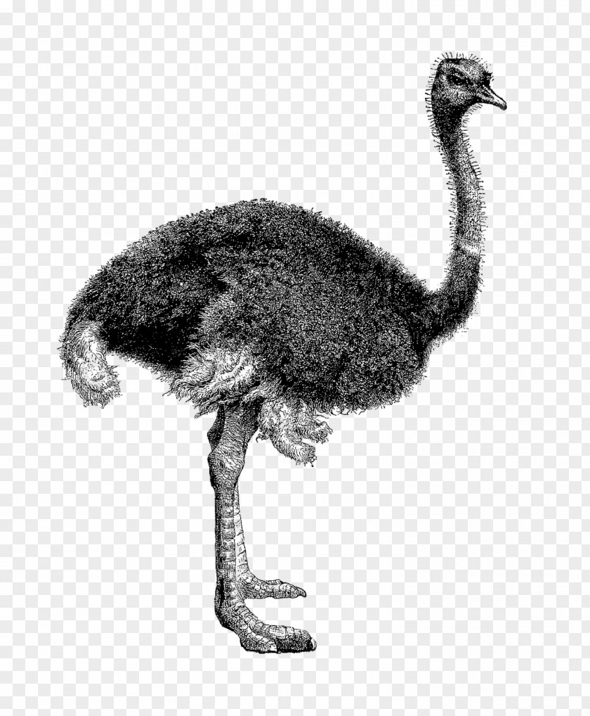 Common Ostrich Bird Emu Clip Art Illustration PNG