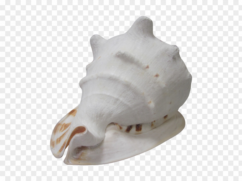 Conch Shell Bone Shankha PNG
