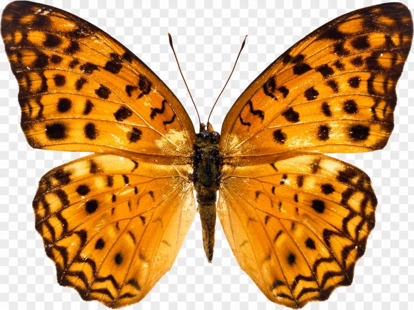 Orange Butterfly Image, Butterflies Free Download Clip Art PNG