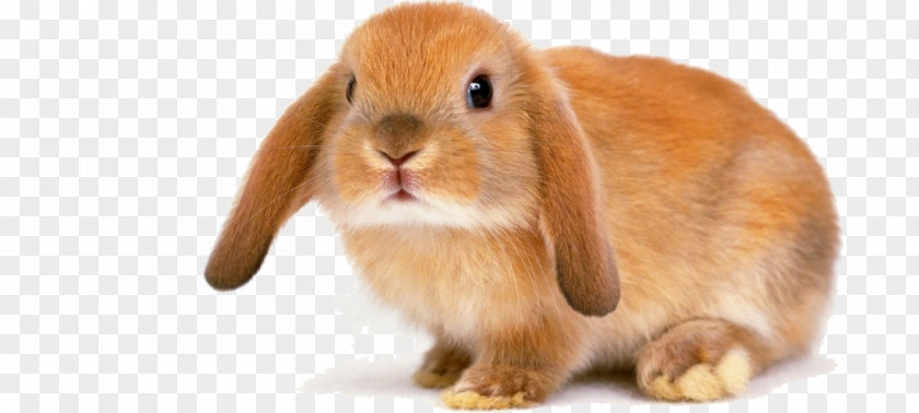 Rabbit Silver Fox Domestic Dog Holland Lop PNG