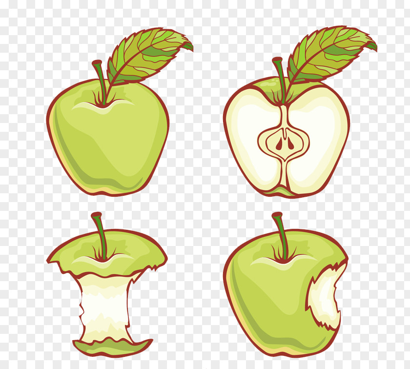 4 Painted Green Apple Adobe Illustrator Illustration PNG