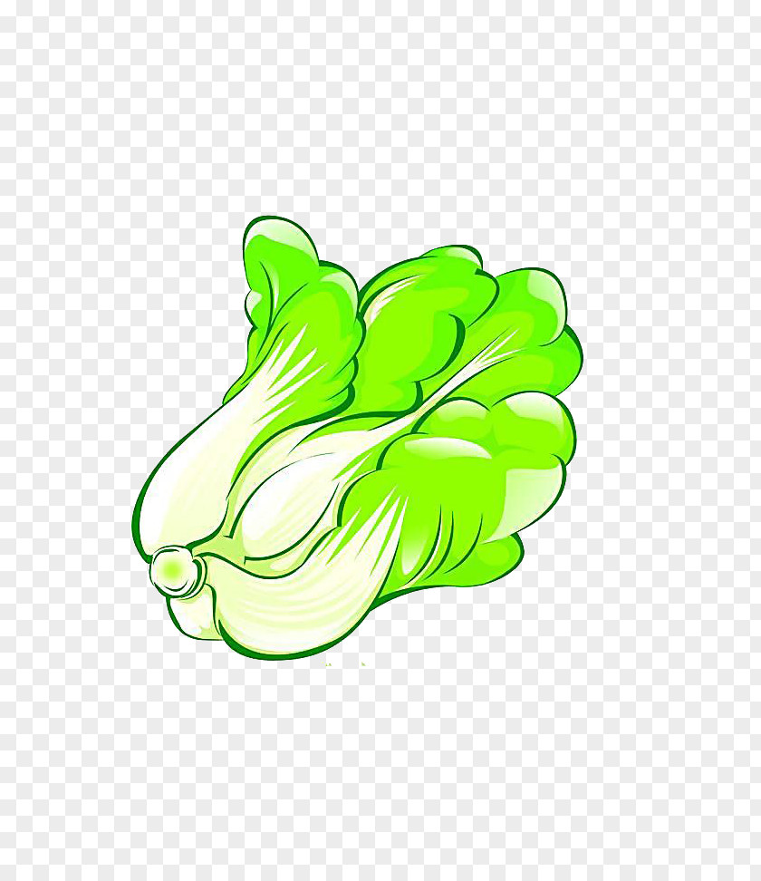 Cabbage Napa Cartoon Vegetable PNG