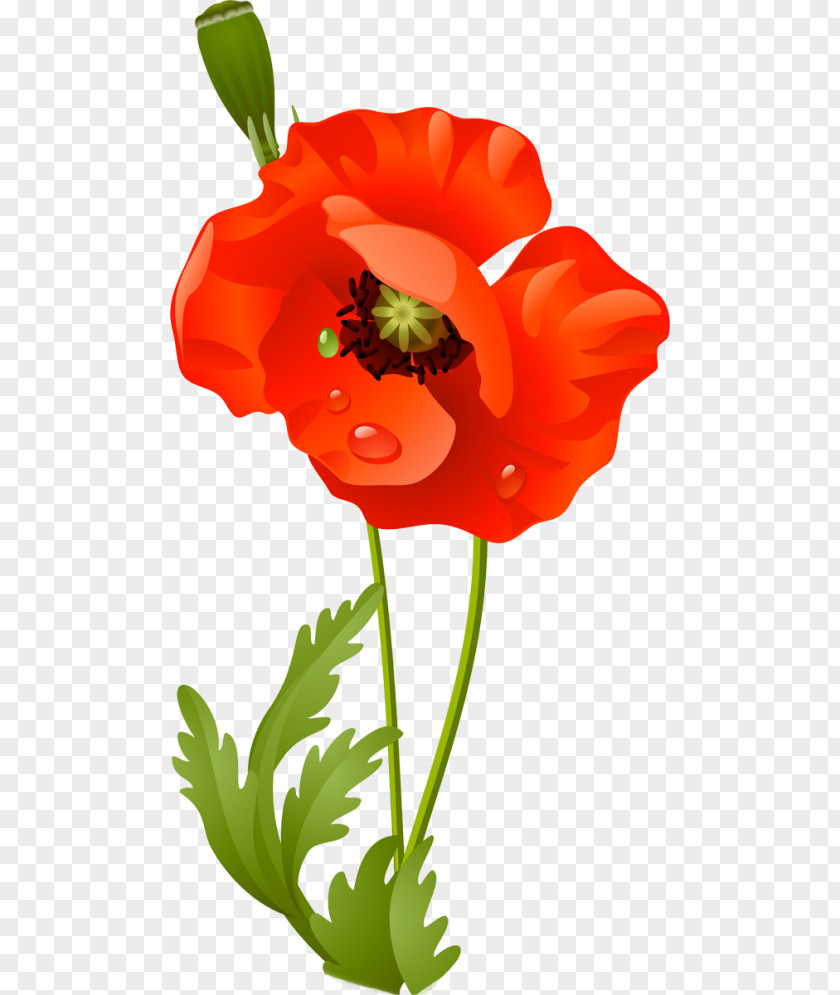 Remembrance Poppy Clip Art PNG