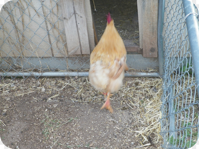 Rooster Chicken As Food Beak PNG
