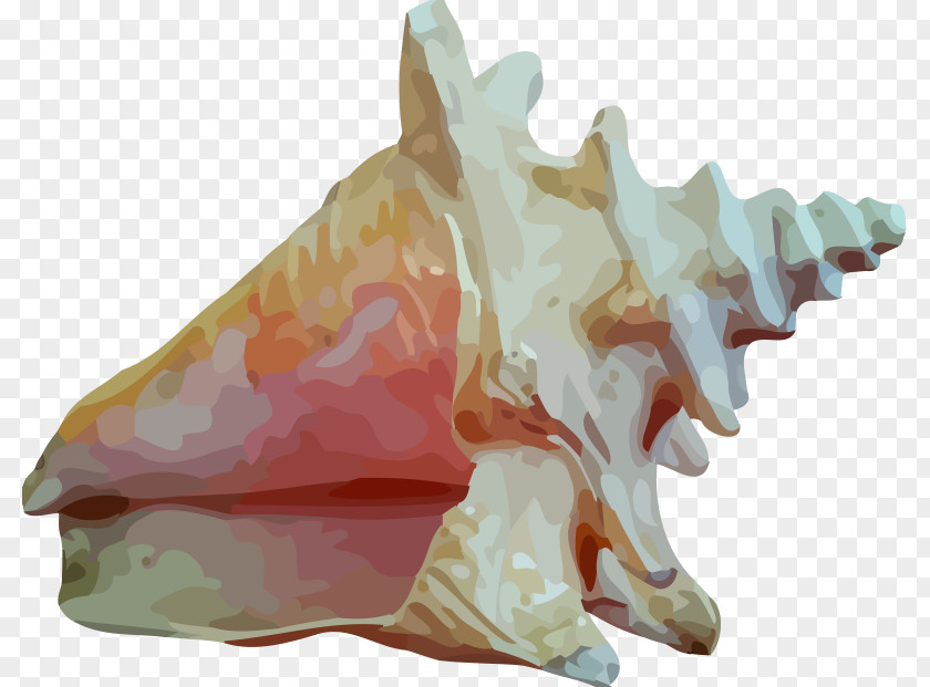 Seashell Clip Art PNG