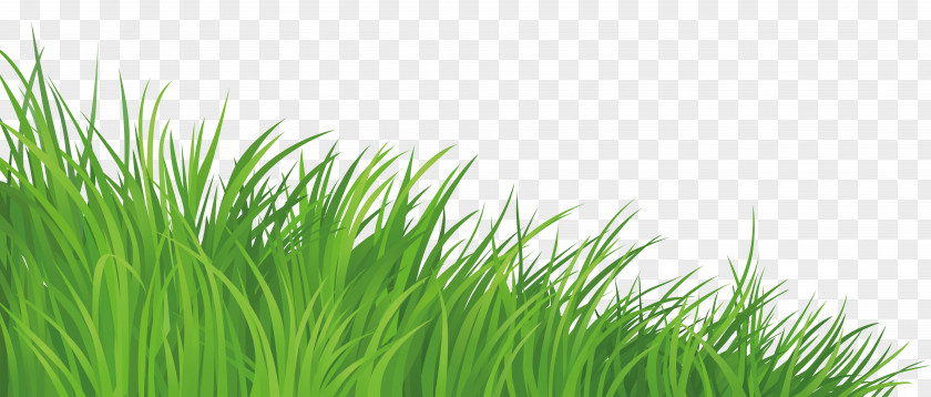 Silhouette Grass Lawn Clip Art PNG