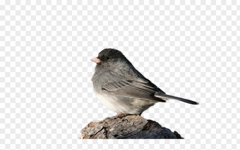 Sparrow House Bird Eurasian Tree Finch PNG