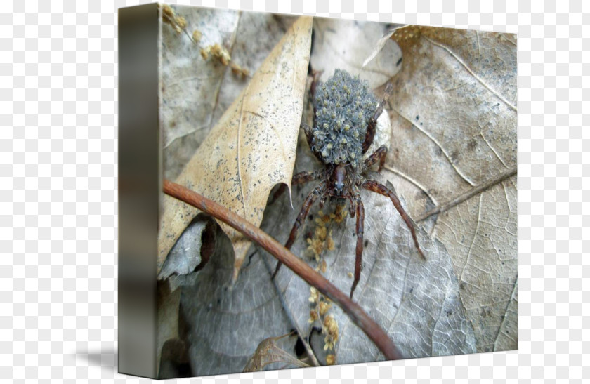 Wolf Spider Insect Infant Post Cards PNG