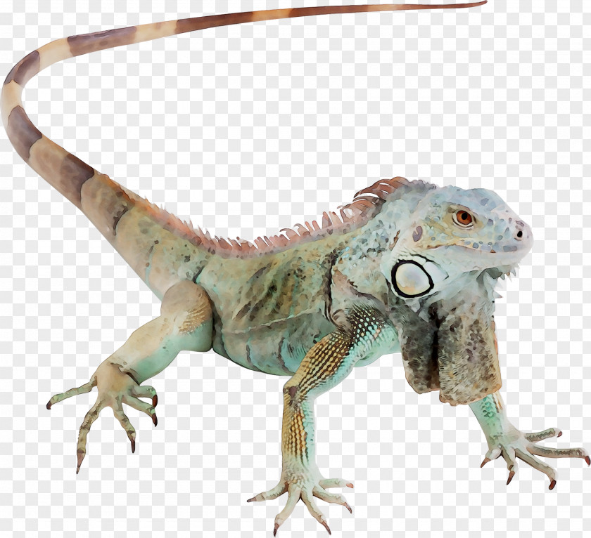 Agamas Common Iguanas Fauna Terrestrial Animal PNG