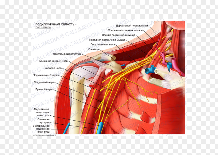 Axillary Anatomy Infraclavicular Fossa Supraclavicular Subclavian Artery Scalene Muscles PNG
