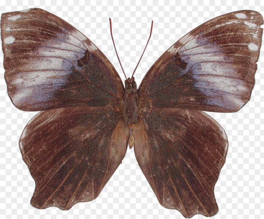 Butterfly Brush-footed Butterflies Gossamer-winged Pieridae Moth PNG