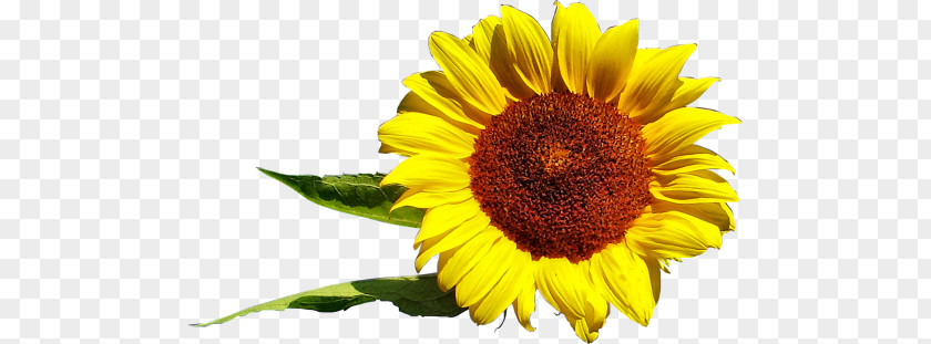 Flower Common Sunflower Daisy Family Seed Desktop Wallpaper PNG
