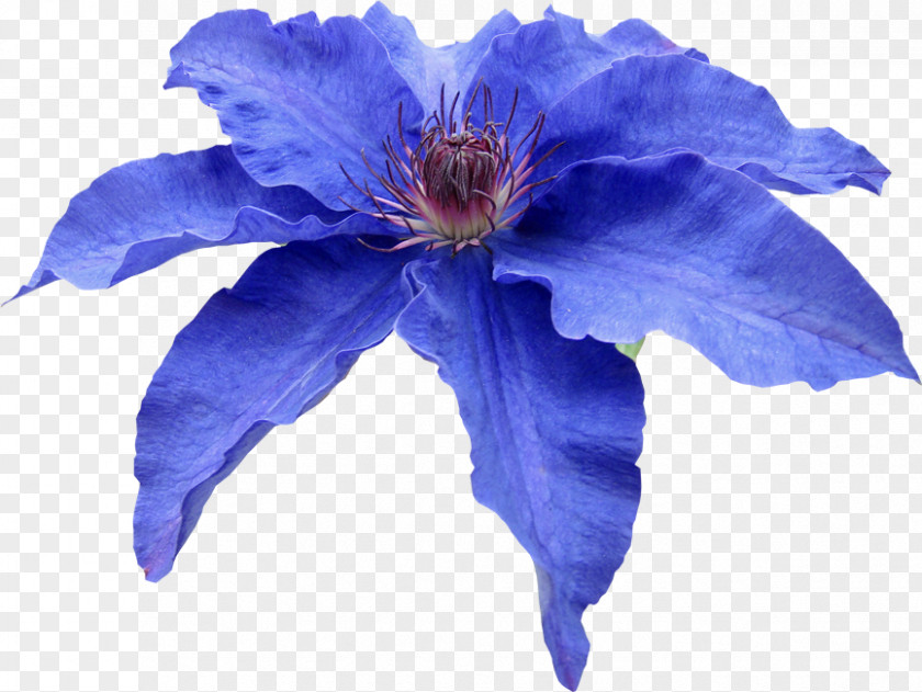 Flower Leather Petal Blue Clip Art PNG