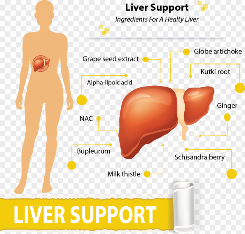 Healthy Ingredients Liver PNG