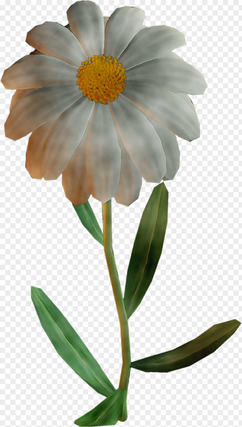 Oxeye Daisy Plant Stem Plants PNG