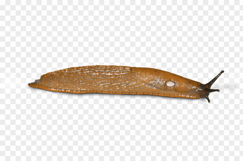 Snail Slug PNG