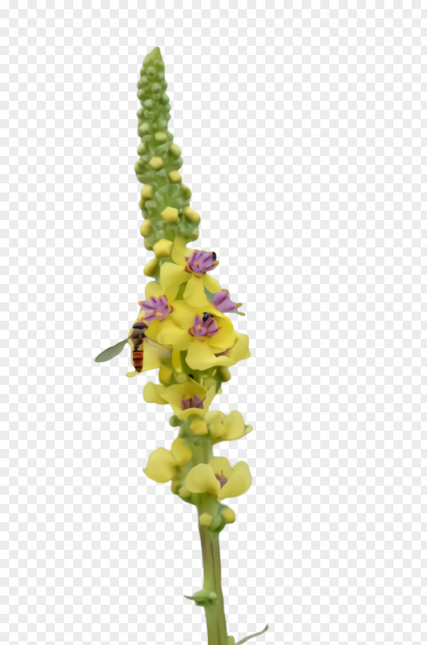 Lupin Loosestrife And Pomegranate Family Flower Plant Snapdragon Verbascum Stem PNG