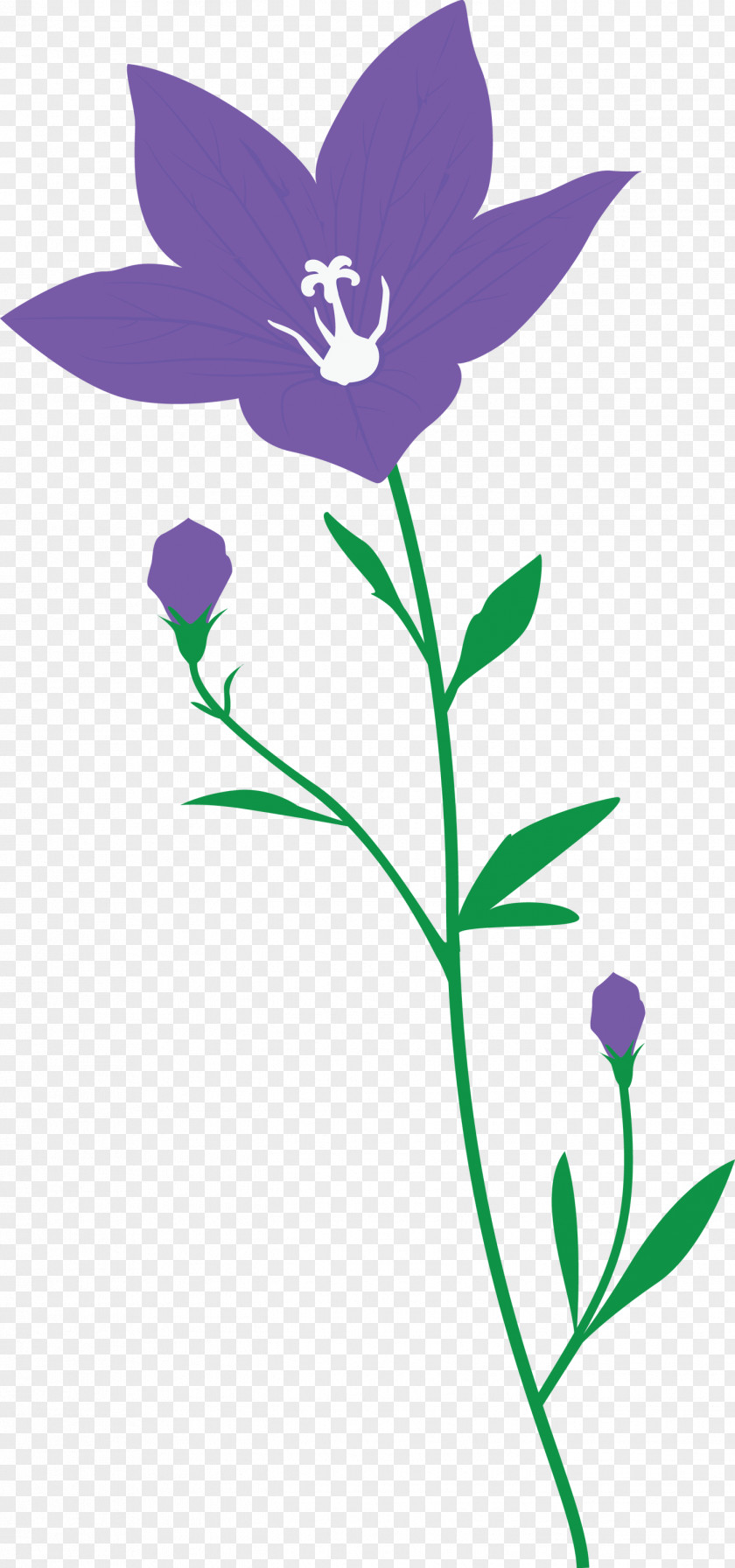 Balloon Flower PNG