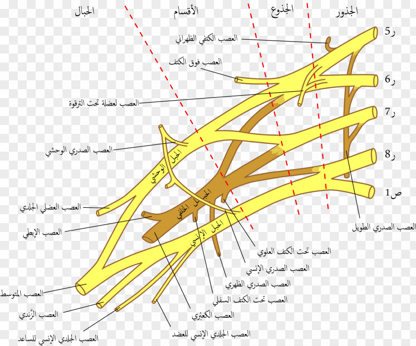 Brachial Plexus Injury Nerve Block PNG