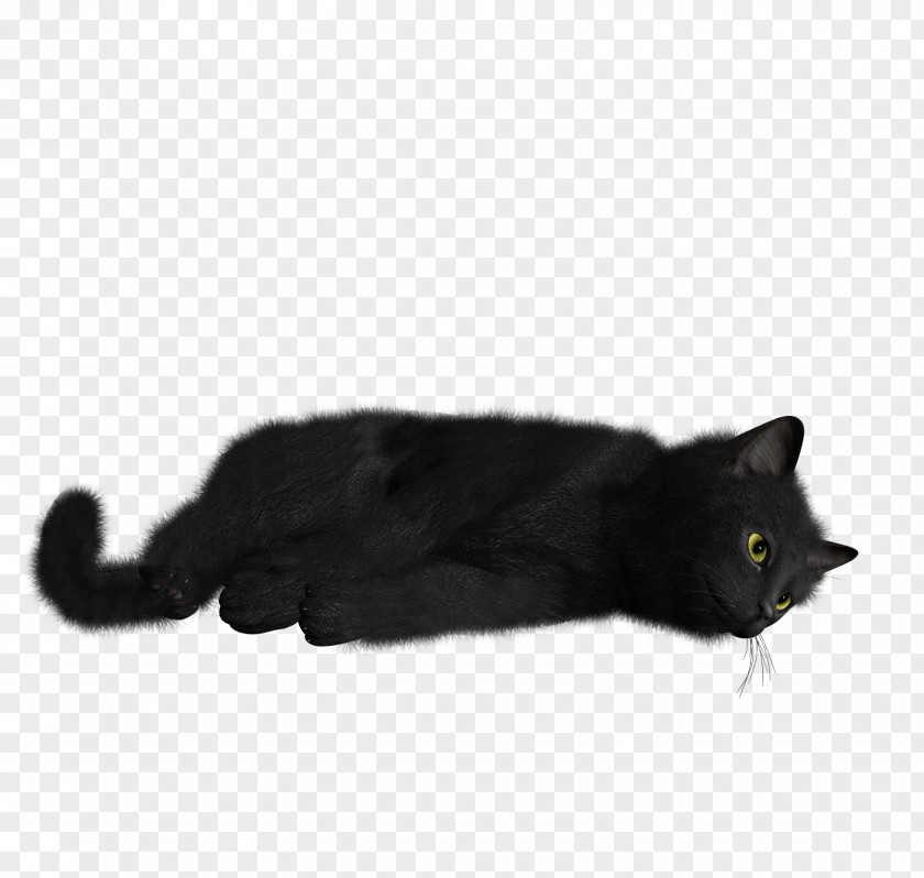 Cats Black Cat Kitten Desktop Wallpaper PNG