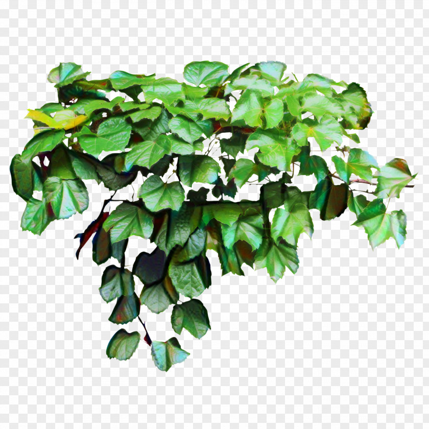 Clip Art Common Ivy Image Vector Graphics PNG