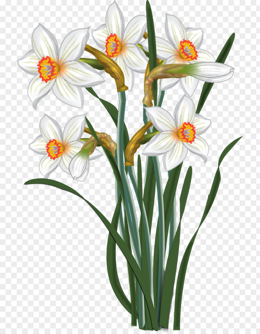 Daffodil Painter Clip Art PNG