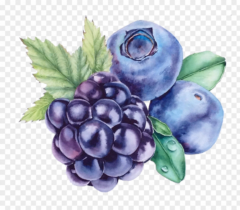 Grape Blueberry Fruit Watercolor Painting Bilberry PNG