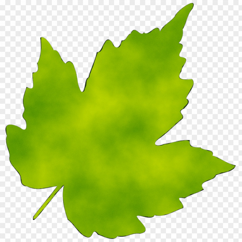 Leaf Clip Art Image PNG