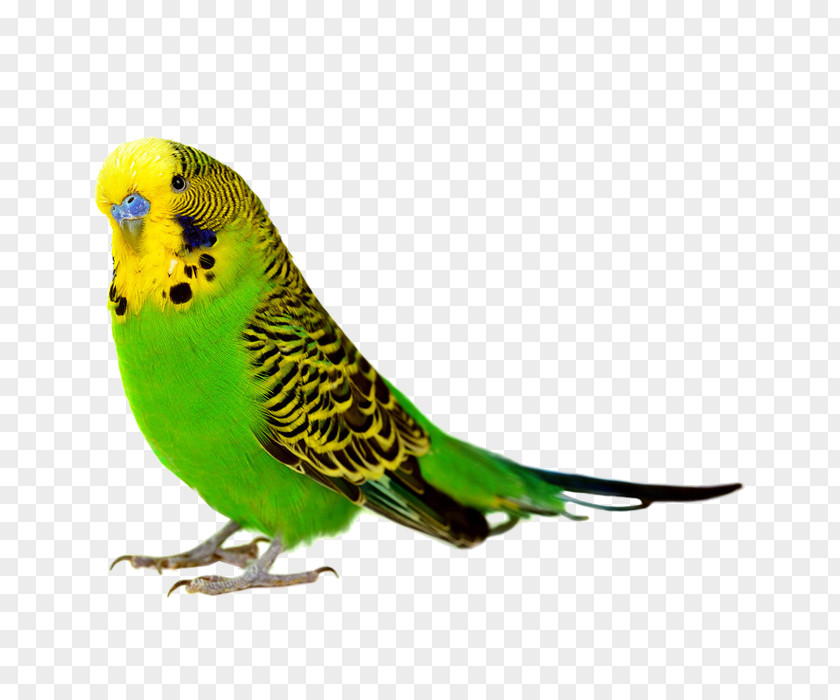 Parrot Birdcage Budgerigar Cockatiel Parakeet PNG