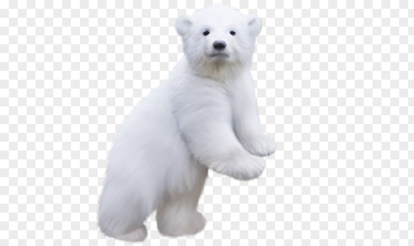 Polar Bear Clip Art PNG