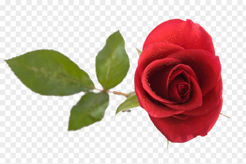 Beautiful Red Roses Beach Rose Computer File PNG