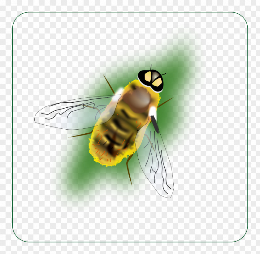 Bee Bumblebee Hornet Insect Clip Art PNG