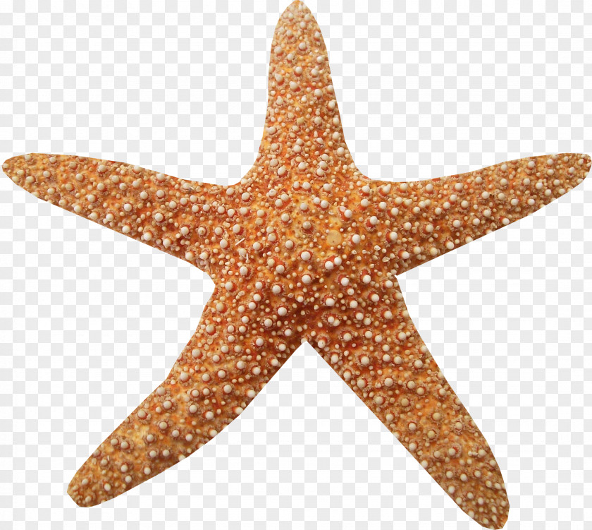 Brown Texture Starfish Marine Animals Clip Art PNG