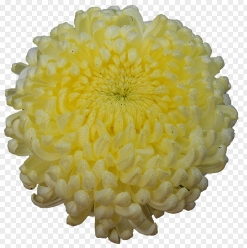 Chrysanthemum Cut Flowers Dahlia Petal PNG