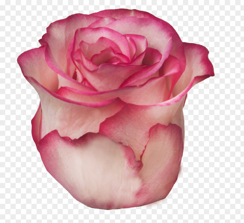 Flower Garden Roses Cabbage Rose Floribunda Petal PNG