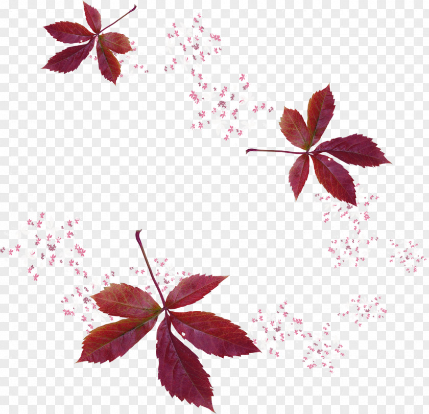 Autumn Leaves Leaf Painter PNG