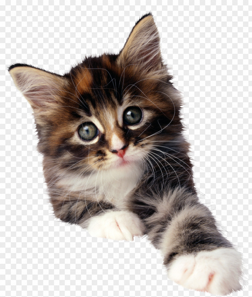 Cat Kitten Image Stock.xchng Photograph PNG