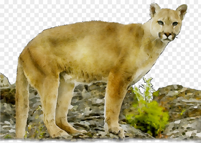 Lion Cougar Big Cat Terrestrial Animal PNG