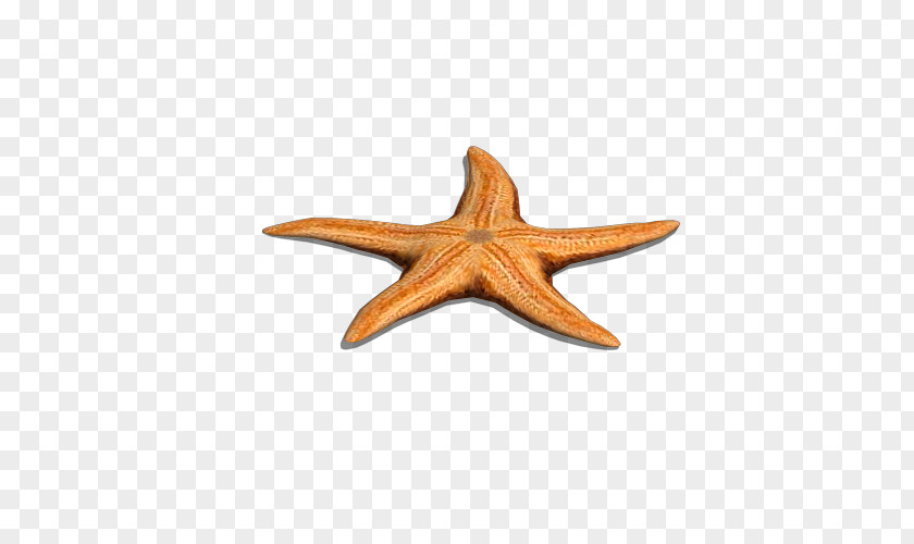 Sea Star Starfish Wood PNG