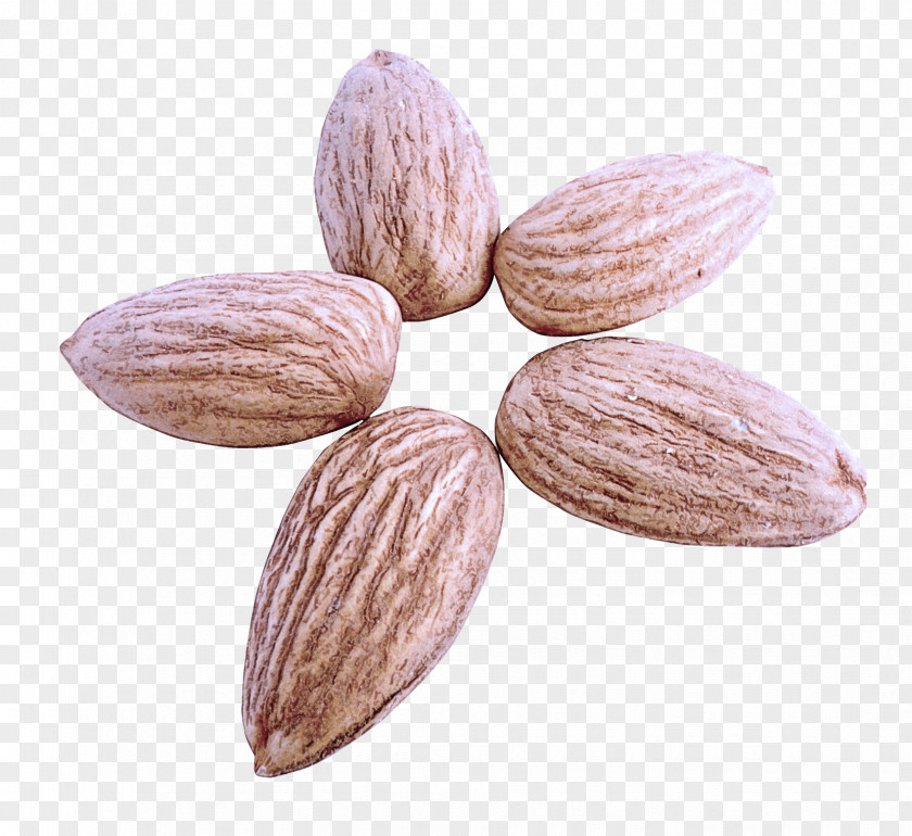 Seed Flower Almond Plant PNG