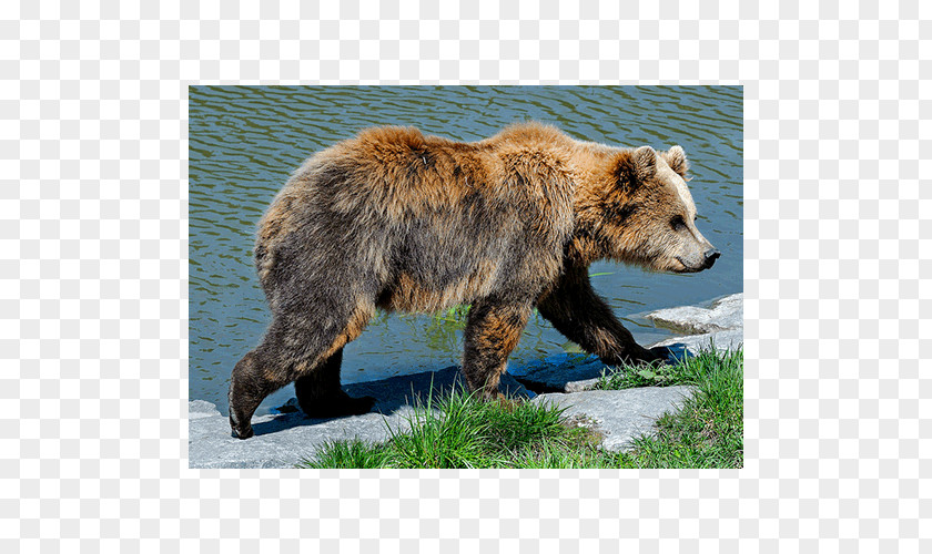 Bear Grizzly Terrestrial Animal Wildlife PNG