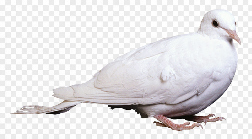 Bird Columbidae Homing Pigeon Clip Art PNG