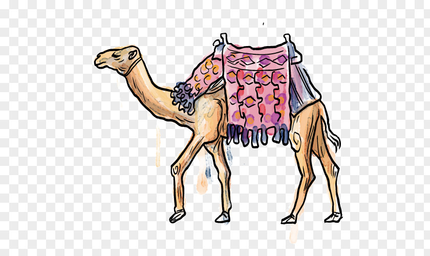 Camel Cartoon PNG