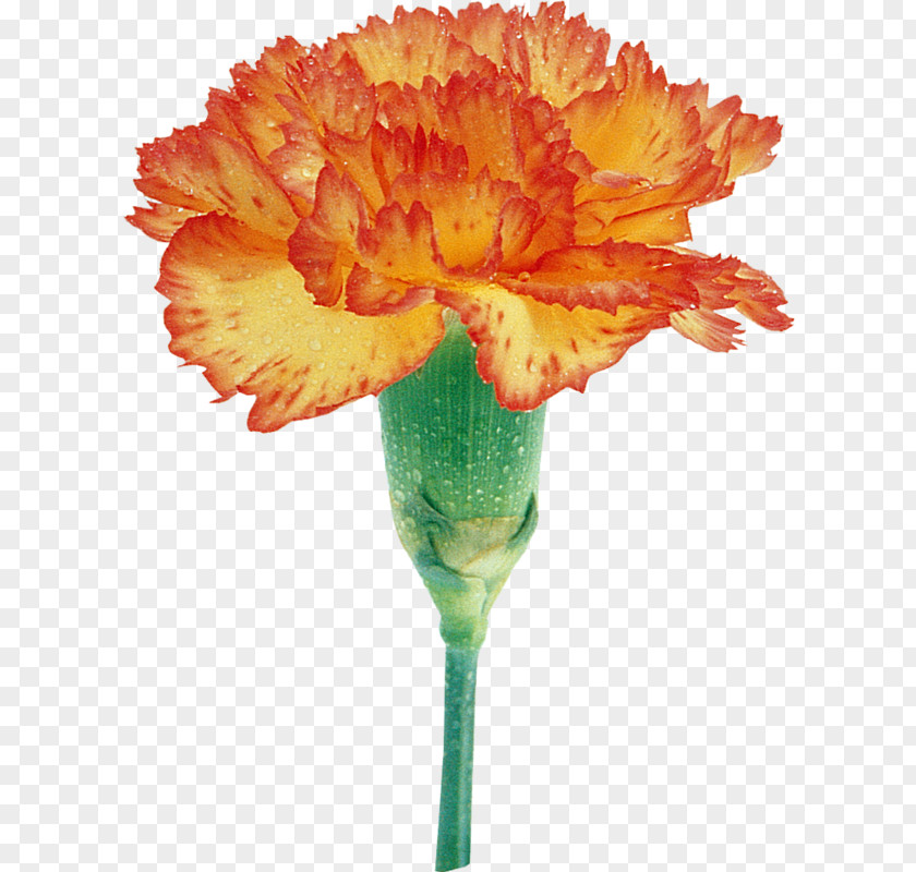 Flower Carnation Cut Flowers Transvaal Daisy Mir Tsvetov PNG