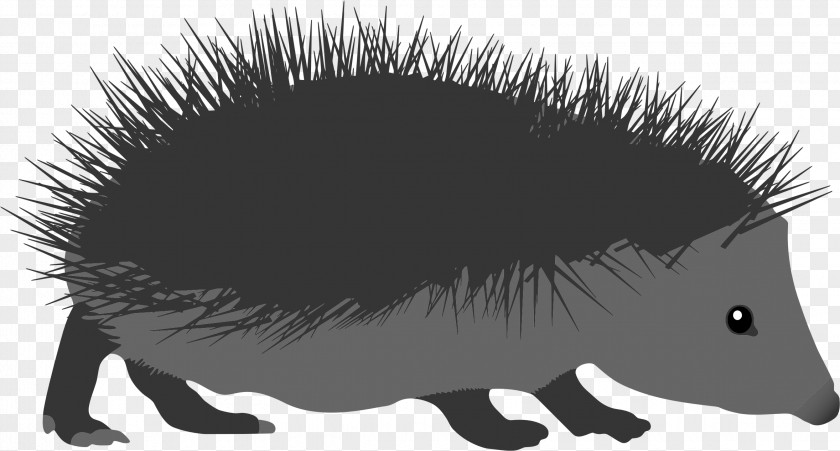 Hedgehog Child Clip Art Echidna European The Porcupine PNG