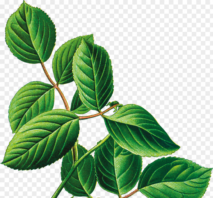 Leaves Fly Leaf Decoupage Plant Stem Clip Art PNG