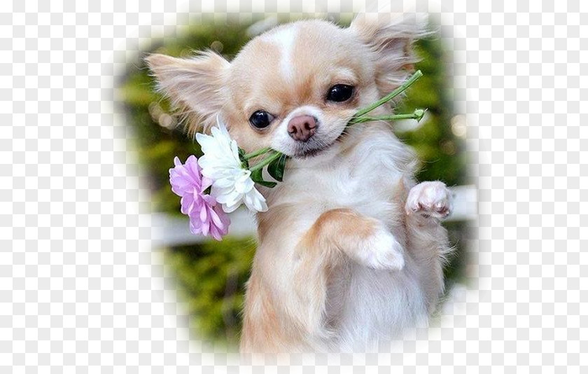 Puppy Long-haired Chihuahua Cat PNG